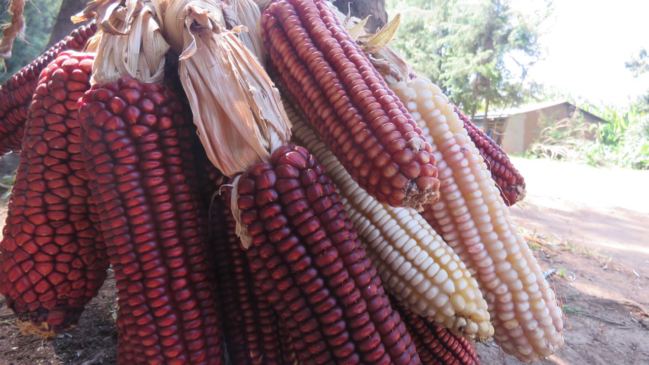 Local maize